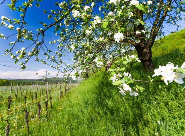 vigneto sauvignon