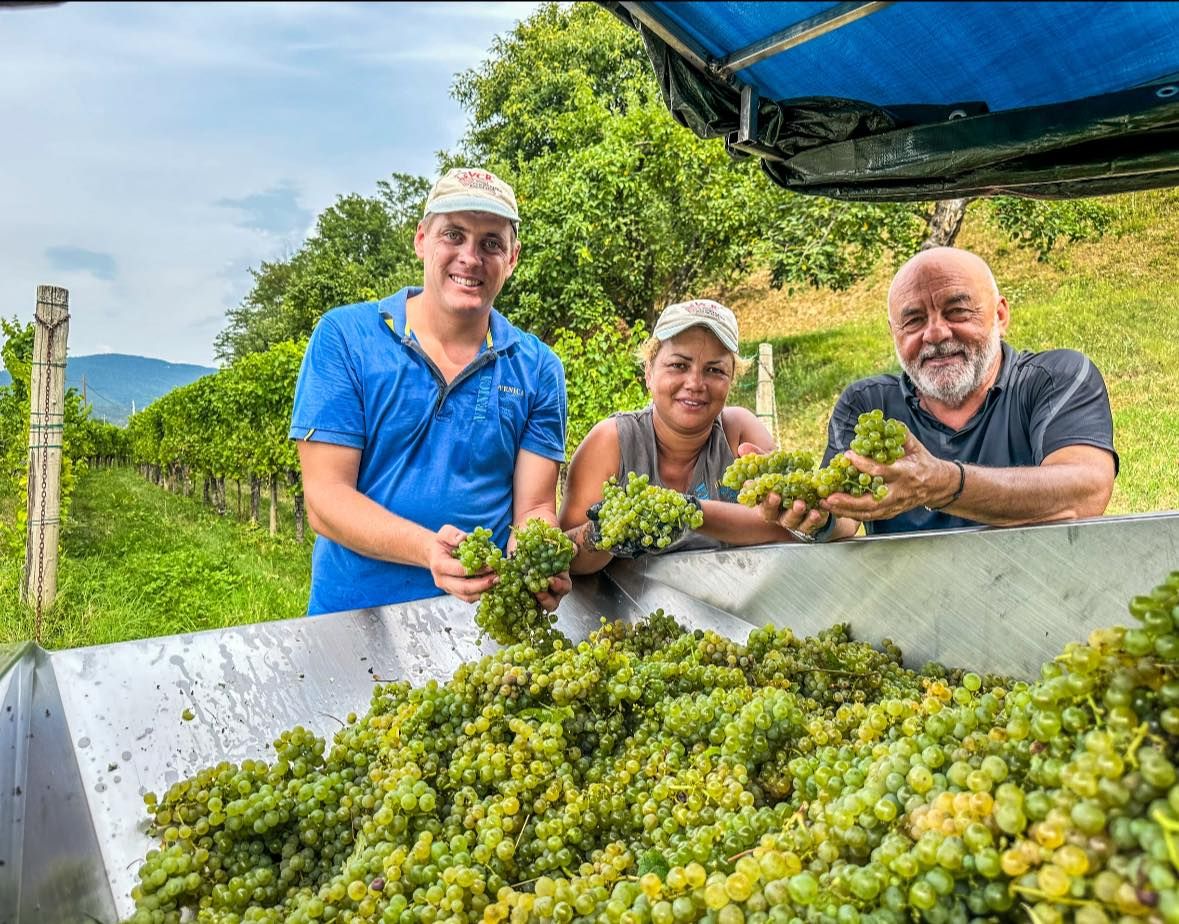 Vendemmia Venica 2024