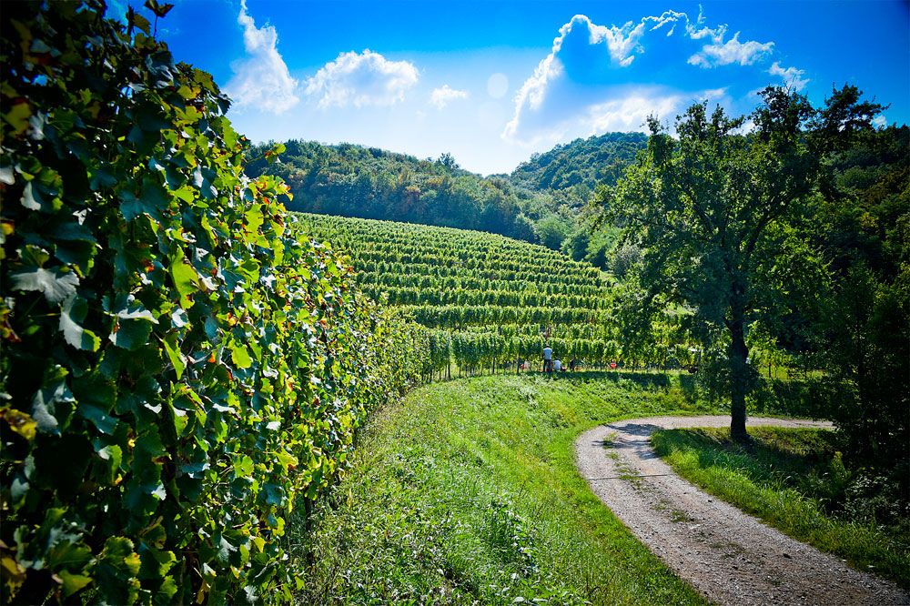 camminare la vigna