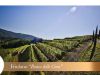 Ronco delle Cime Vineyard