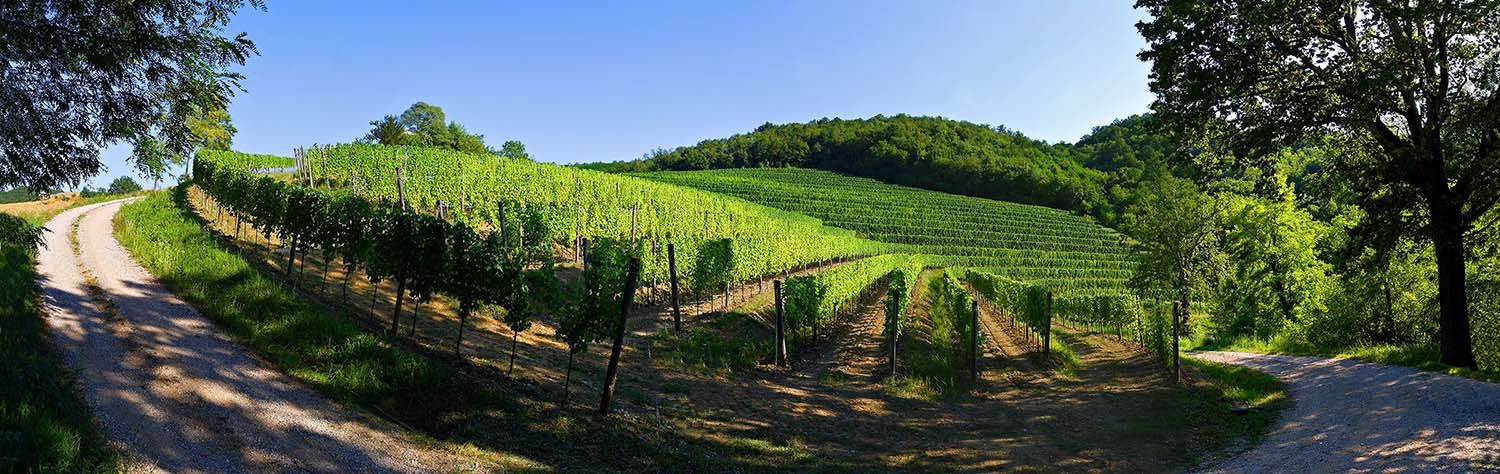 vigna meden