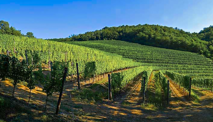 vigna meden